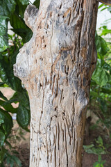 Traces of termites eat on old wood