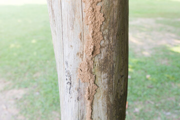 Traces of termites eat on old wood