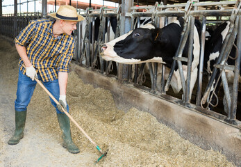Positive male farm worker feeding cows in stall at livestock breeding farm