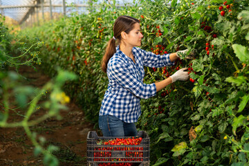 Portraite of positive woman harvests ripe red cherry tomatoes in orangery