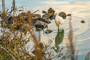 Snowy egret (Egretta thula) walks in shallow water and fishes. 