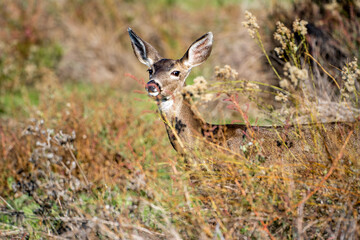 California Mule Deer (Odocoileus hemionus californicus) standing in the dry grass field. Beautiful deer in its natural habitat.