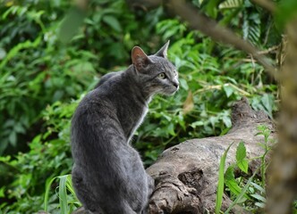 Naklejka na ściany i meble Domestic cat in the forest
