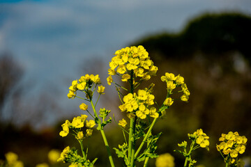 Obraz premium 菜の花