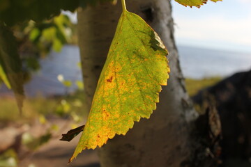 leaf