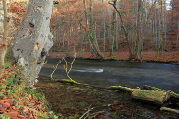 autumn and forest river