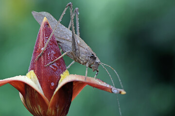 An adult long-legged grasshopper is foraging on a wild flower. This insect has the scientific name Mecopoda nipponensis.  - obrazy, fototapety, plakaty