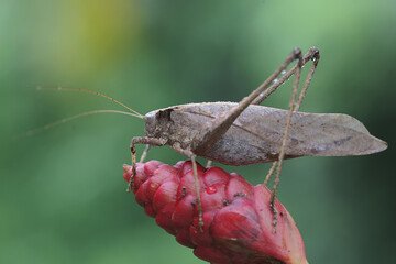 An adult long-legged grasshopper is foraging on a wild flower. This insect has the scientific name...