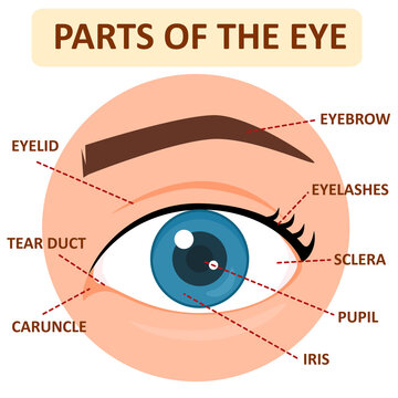parts of human eye