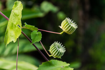 Abutilon indicum