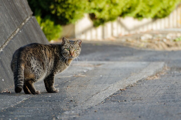 こちらを振り向くネコ。コピースペースのある構図。