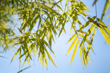 bamboo leaves against blue sky