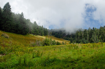 Obraz premium Forest meadow and clearing fog