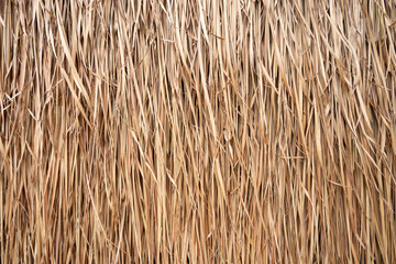 Golden dry grass lines for background and texture .Thatched with leaves grass roof or wall.