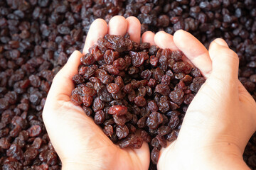 Hand of female holding of dry raisins and dry raisins background