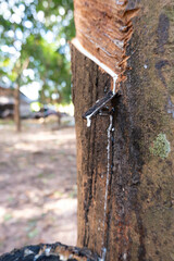 Harvesting of rubber latex from rubber trees in the plantation , Northeast Thailand.