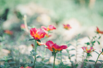 Flower red or scarlet color in garden