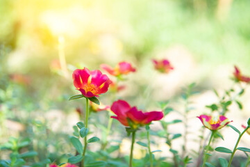 Obraz na płótnie Canvas Flower red or scarlet color in garden