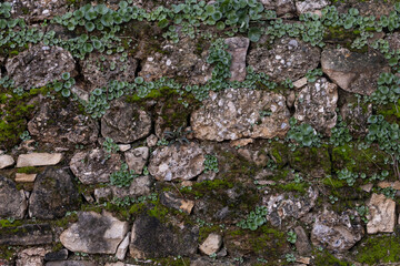 Background of brown-gray stone wall with leaves and moss . Pattern of slate wall texture and background