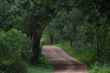 footpath in the woods