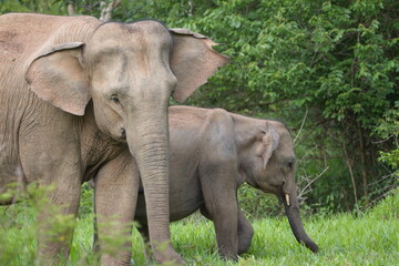 Fototapeta premium Wild elephant family in a national park in Thailand