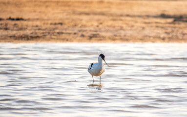 Obraz premium Water bird pied avocet, Recurvirostra avosetta, feeding in the lake. The pied avocet is a large black and white wader with long, upturned beak