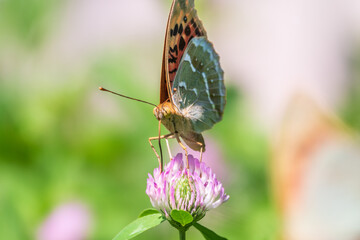 The dark green fritillary butterfly collects nectar on flower. Speyeria aglaja is a species of...