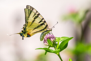 Beautiful Butterfly Scarce Swallowtail, Sail Swallowtail, Pear-tree Swallowtail, Podalirius. Latin name Iphiclides podaliriu. Butterfly collects nectar on flower.