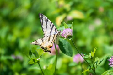 Beautiful Butterfly Scarce Swallowtail, Sail Swallowtail, Pear-tree Swallowtail, Podalirius. Latin...