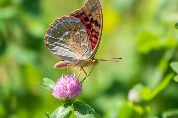 The dark green fritillary butterfly collects nectar on flower. Speyeria aglaja is a species of butterfly in the family Nymphalidae.