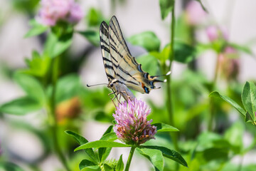 Beautiful Butterfly Scarce Swallowtail, Sail Swallowtail, Pear-tree Swallowtail, Podalirius. Latin name Iphiclides podaliriu. Butterfly collects nectar on flower.