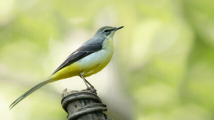 Grey Wagtail perching on a perch