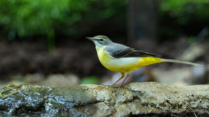 Grey Wagtail perching on the rock
