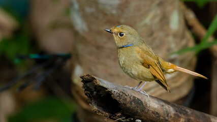 Female Rufous-bellied Niltava perching on a perch