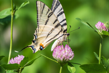 Beautiful Butterfly Scarce Swallowtail, Sail Swallowtail, Pear-tree Swallowtail, Podalirius. Latin name Iphiclides podaliriu. Butterfly collects nectar on flower.