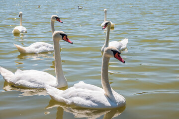 Fototapeta premium A large flock of graceful white swans swims in the lake., swans in the wild