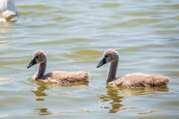 Beautiful baby cygnet mute swan fluffy grey and white chicks. Springtime new born wild swans birds in pond. Young swans swmming in a lake.
