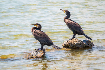 Two Great cormorants, Phalacrocorax carbo, standing on a stone on the sea shore.
