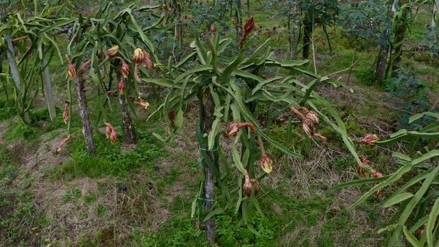 Close up of the flowers of pitahaya or dragonfruit, Hylocereus undatus, growing on a plantation in tropical Ecuador