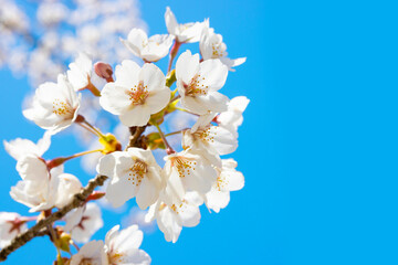 Cherry blossoms in full bloom in spring background image	
