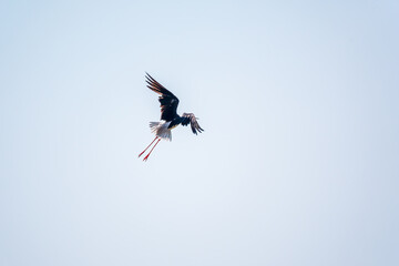 Water bird black-winged stilt flying in the blue sky.