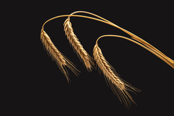ripe ears of wheat close-up on a dark background. bread industry. vegetarian food