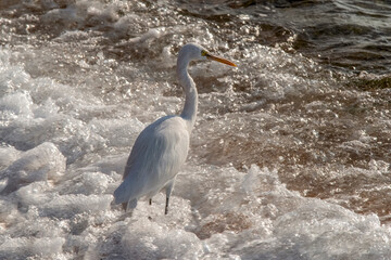 A heron stands in the water on the shore of the Red Sea. Egypt, Africa
