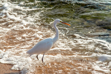 A heron stands in the water on the shore of the Red Sea. Egypt, Africa