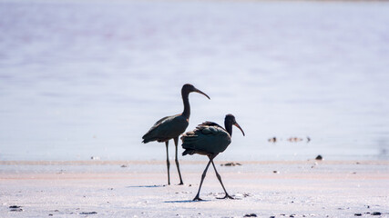 Pair of glossy ibis waterfowl, latin name Plegadis falcinellus, searching for food in the shallow lagoon.
