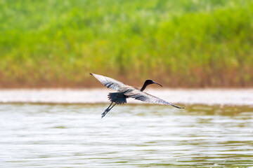 A graceful water bird glossy ibis, latin name Plegadis falcinellus, flying low over the surface of a lake