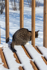 Close up view of a gray striped tabby cat on a snow covered wooden deck looking outward over a back yard
