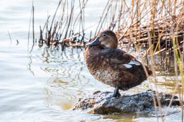 Fototapeta premium Beautiful duck, Common pochard female, Aythya ferina, standing on a lake shore.
