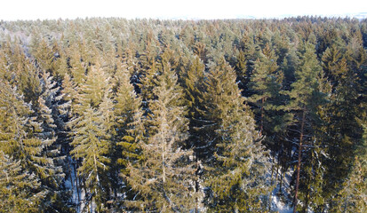 Top view of a winter forest landscape with pines and firs