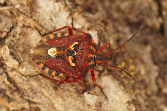 Closeup on a red colorful mediterranean shieldbug , Codophila varia sitting on the ground